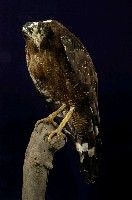 藏品(大冠鷲)的圖片